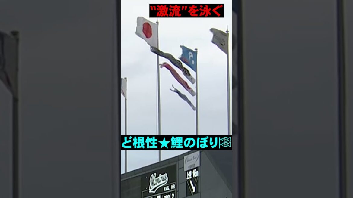 Pacific-League: 激流を泳ぐ「ど根性★鯉のぼり」 #shorts