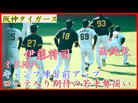 【阪神キャンプ】伊藤将司ら期待の投手陣が揃う!阪神 キャンプの守備練習前アップ