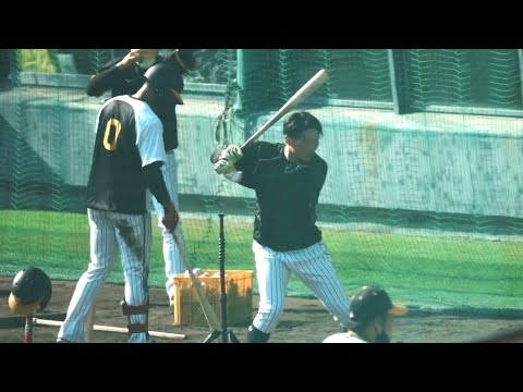 【阪神】来季構想外の北條史也、バッティング練習!