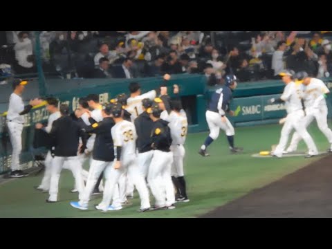坂本誠志郎も続く!! 阪神 猛攻でこの回6得点!!ベンチ総出で喜びが爆発する阪神ナイン スタンドも最高潮 2023.11.2 日本シリーズ第5戦
