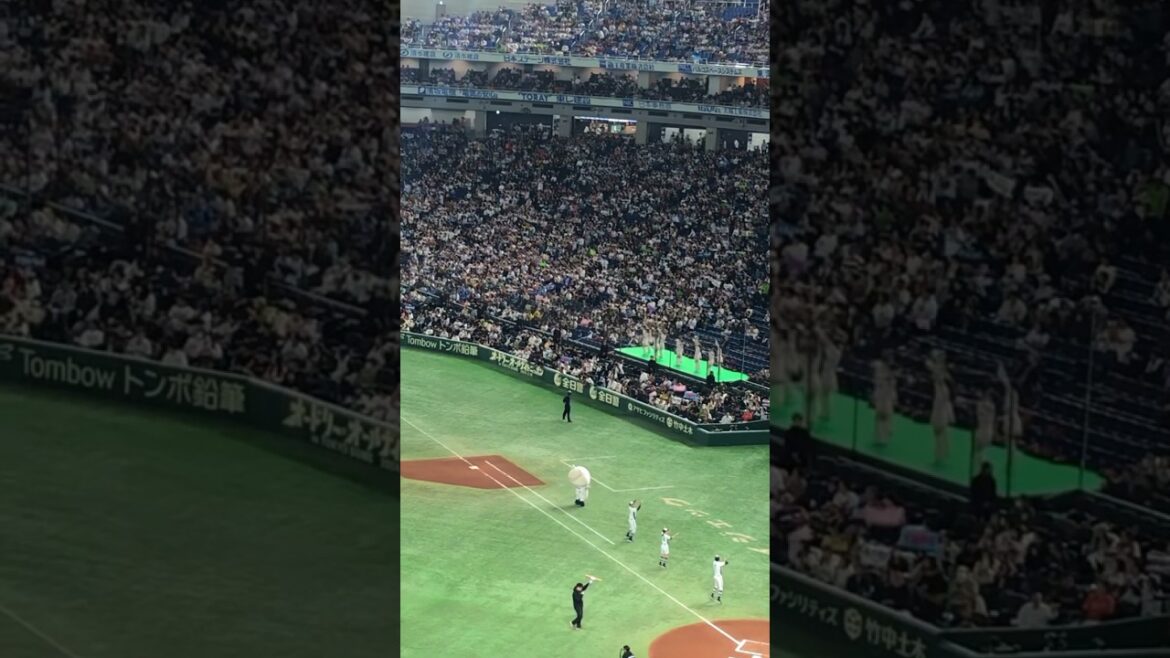 【侍ジャパン】東京ドーム全員でヤングマン! #shorts 【侍ジャパン】東京ドーム全員でヤングマン! #shorts