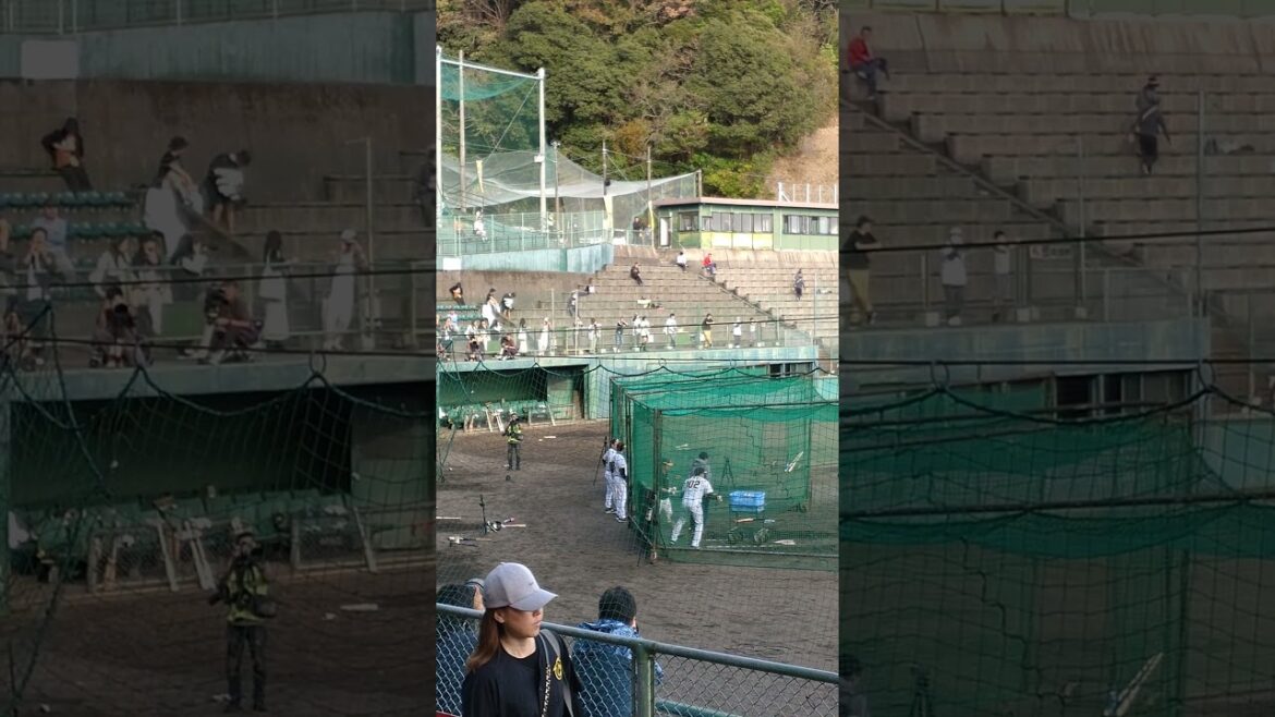 阪神タイガース安芸キャンプ　岡田監督と平田ヘッドの密談