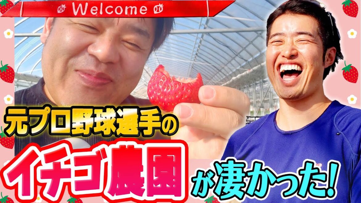 【元ドラゴンズ】プロ野球選手がイチゴ農園OPENしたら凄いことになってた！【三ツ間農園】