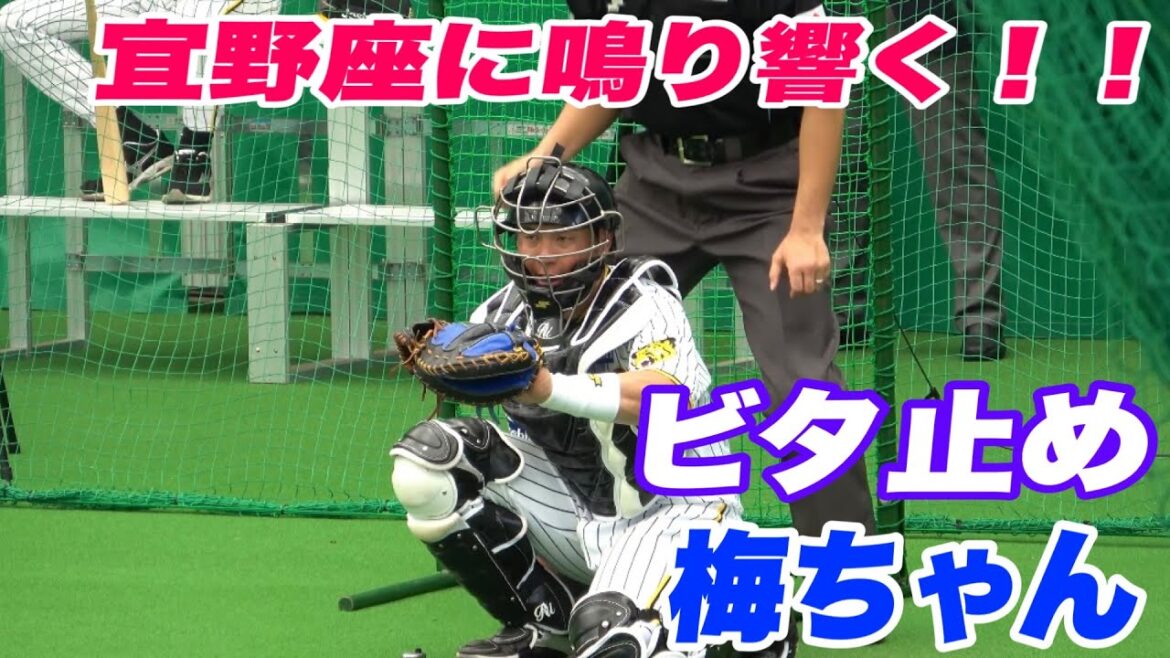 【梅ちゃん爆音キャッチング!!室内に爆音が鳴り響く梅野選手のキャッチング!】 【梅ちゃん爆音キャッチング!!室内に爆音が鳴り響く梅野選手のキャッチング!】