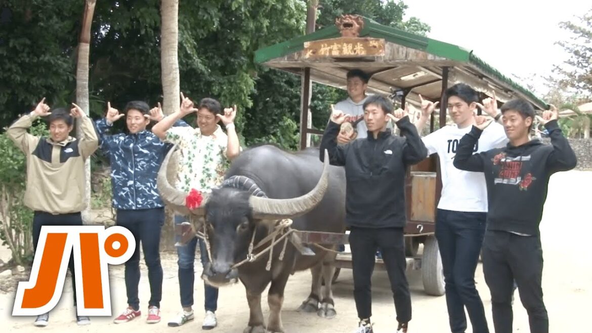 乗り心地は!? 千葉ロッテのルーキーたちが水牛車体験