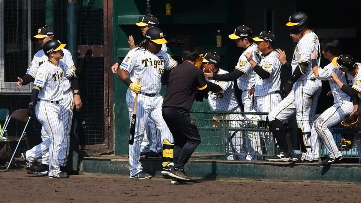 【マジでバレンティン化】ミエセス、高卒2年目・茨木からレフトに豪快2ランホームラン！チーム第1号！ベンチで糸原とも抱擁【紅白戦】【阪神春季キャンプ】2024.2.11