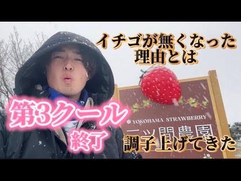 いちごが無くなった理由とは いちごが無くなった理由とは