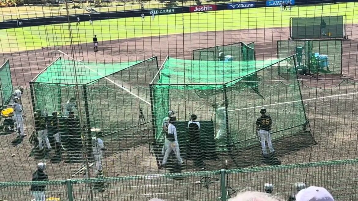 近本・大山・原口・木浪 打撃練習 2024阪神沖縄宜野座キャンプ 近本・大山・原口・木浪 打撃練習 2024阪神沖縄宜野座キャンプ