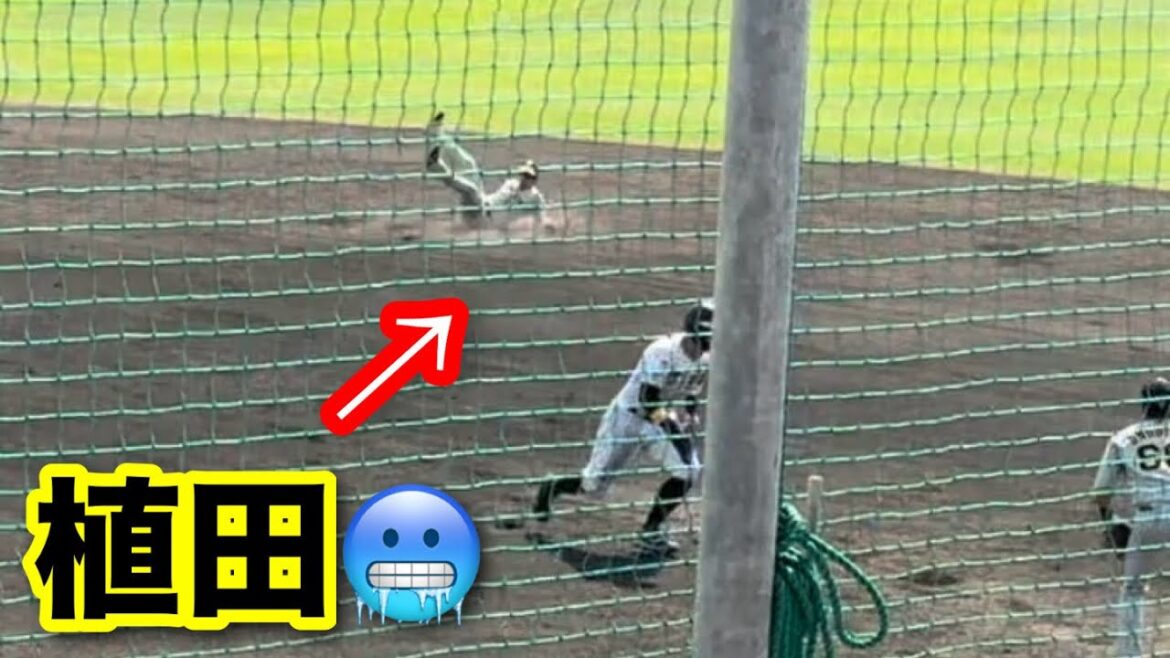 【阪神タイガース】大山選手の打球速すぎて植田海がwww