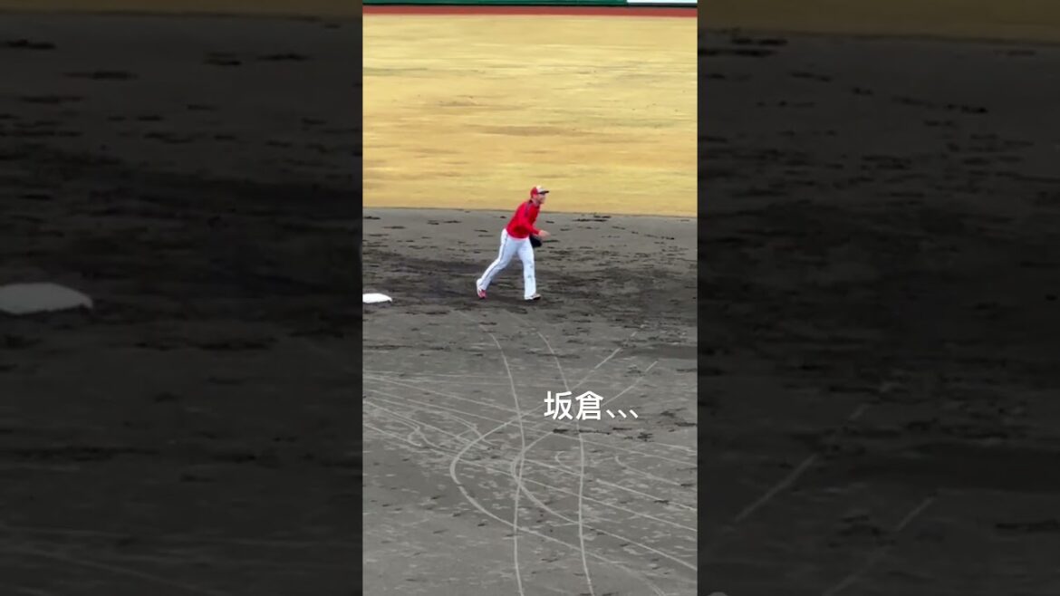 矢野の守備ますます上手くなってる気が！！【2024.2.2春季日南キャンプ1日目】#広島カープ#2024春季日南キャンプ#天福球場#矢野雅哉