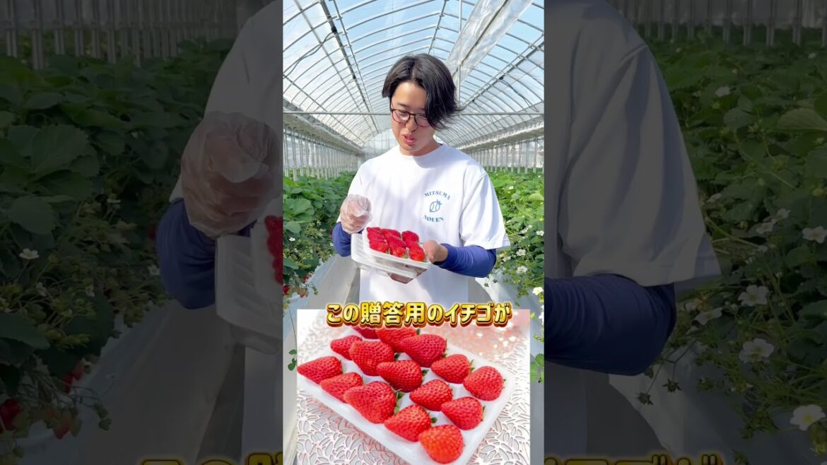 贈答いちご配送可能！