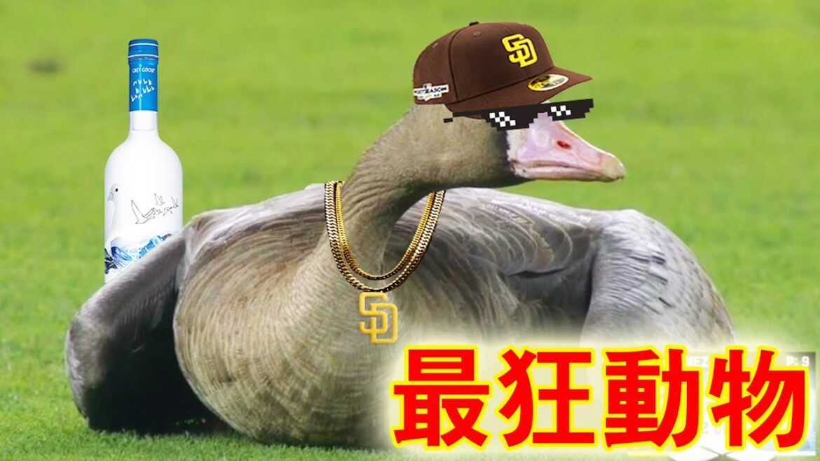 【MLB】野球場の最狂動物たち