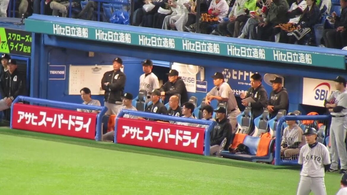 岡本和真の打席の時のジャイアンツベンチ 乗り出して萩尾に声かける大城卓三など（ ヤクルトスワローズ対 読売ジャイアンツ2024年4月11日）