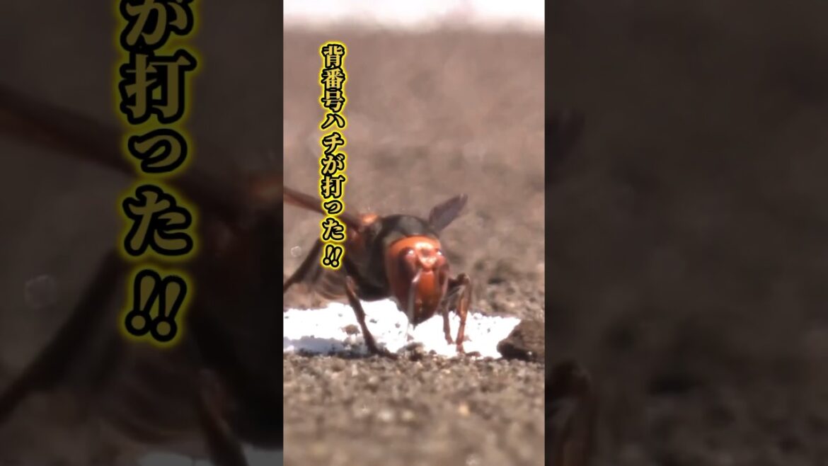 【閲覧注意！】背番号ハチものがたり🐝