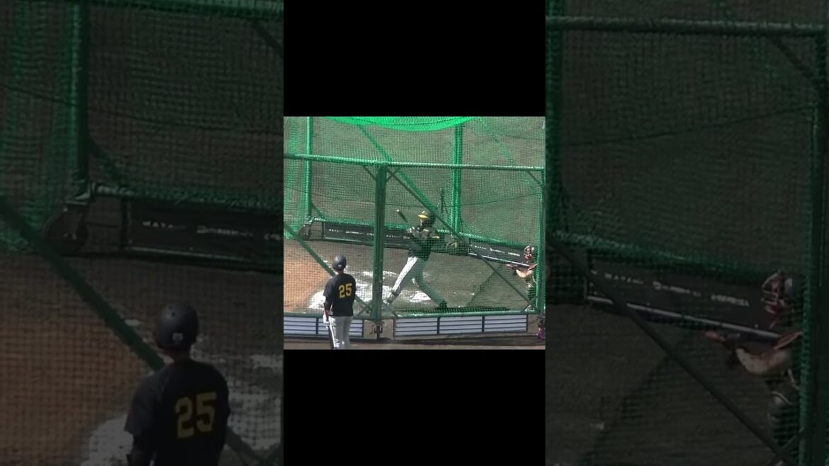 小野寺暖のフリーバッティング【2024年2月23日 阪神タイガース試合前練習風景】