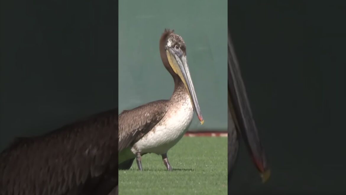 Pelican sighting in San Francisco! ⚾️ #MLB #baseball #giants #pelican