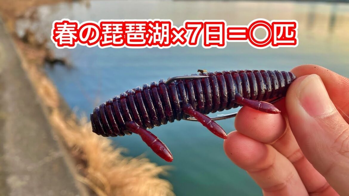 【バス釣り】春のデカバスを求めて！7日間琵琶湖でおかっぱりバス釣りをやってきました