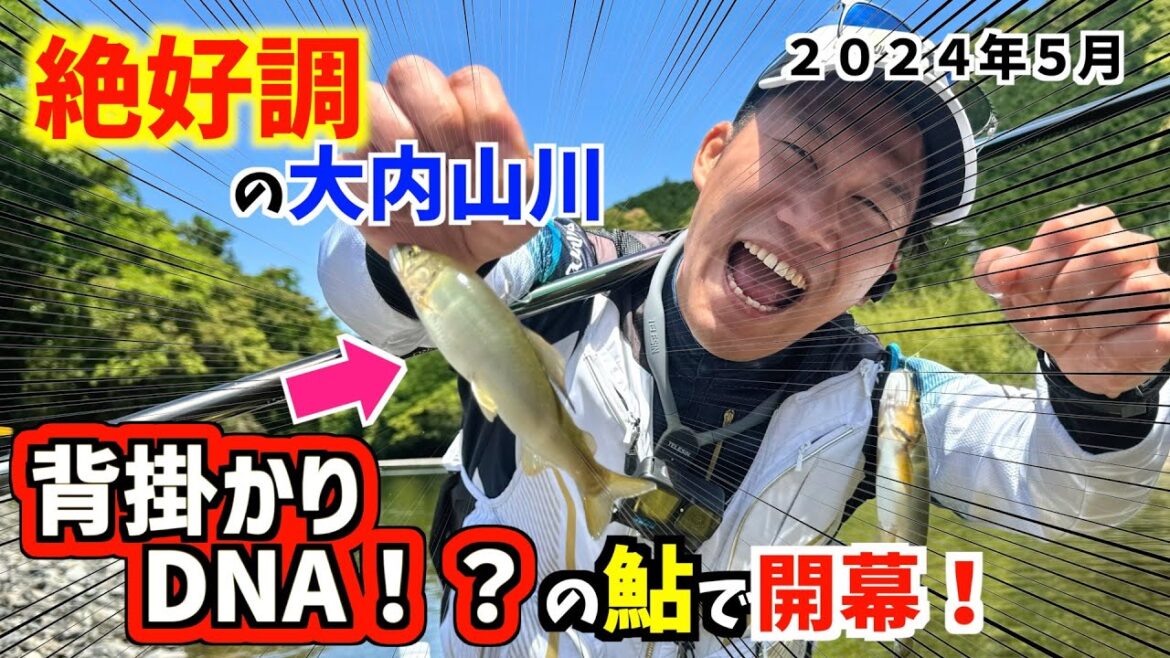 【鮎釣り2024】大内山川が絶好調のその理由とは？それは「背掛かりDNA」の鮎だから釣れるんです？！