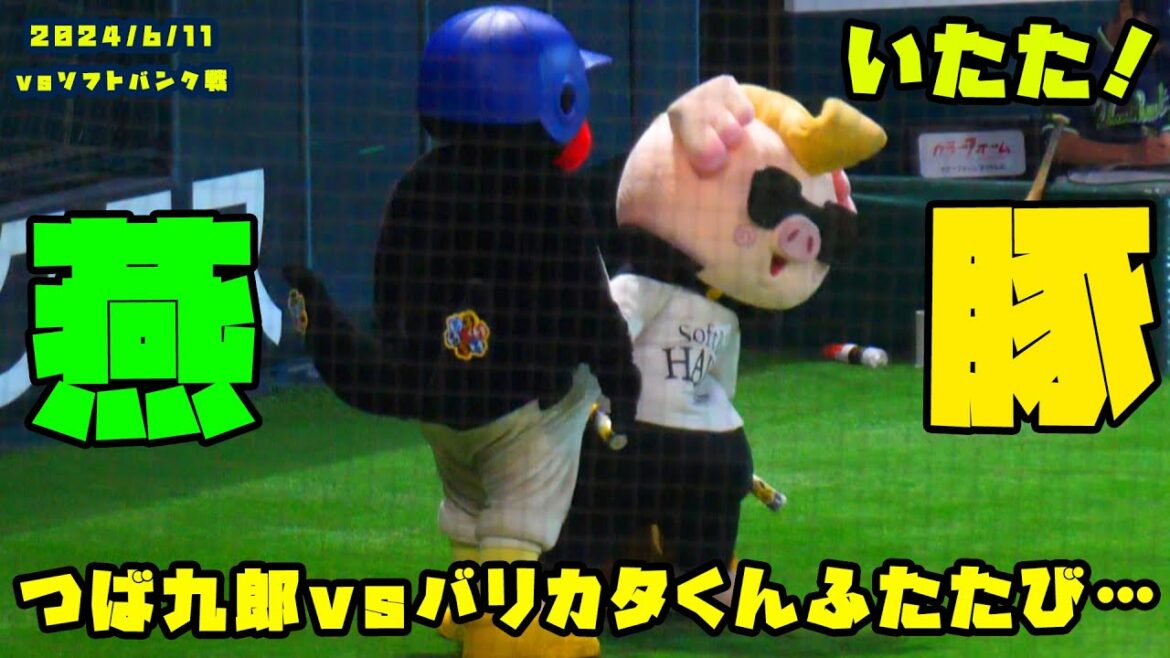 つば九郎ｖｓバリカタくん　再び福岡の地で対決！？！？　2024/6/11 vsソフトバンク