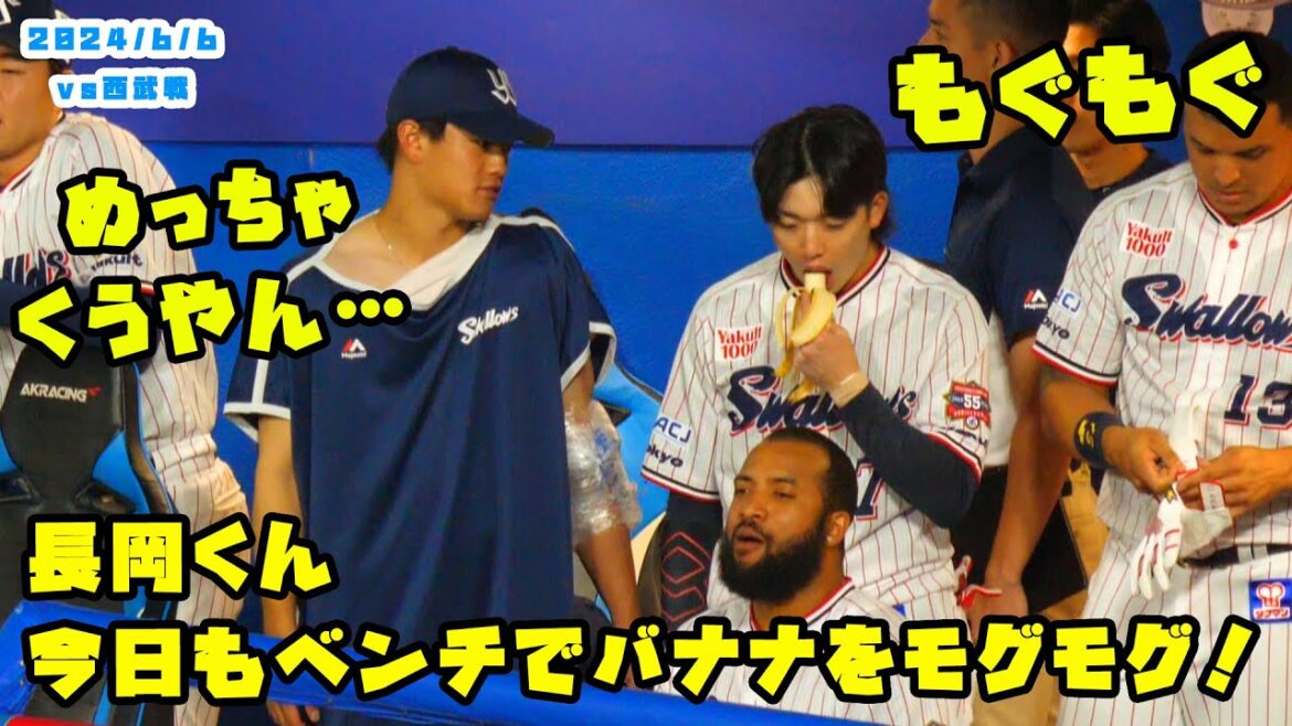 長岡くん 今日もベンチでバナナをモグモグ!ケケにも笑われる? 2024/6/6 vs西武 長岡くん 今日もベンチでバナナをモグモグ!ケケにも笑われる? 2024/6/6 vs西武