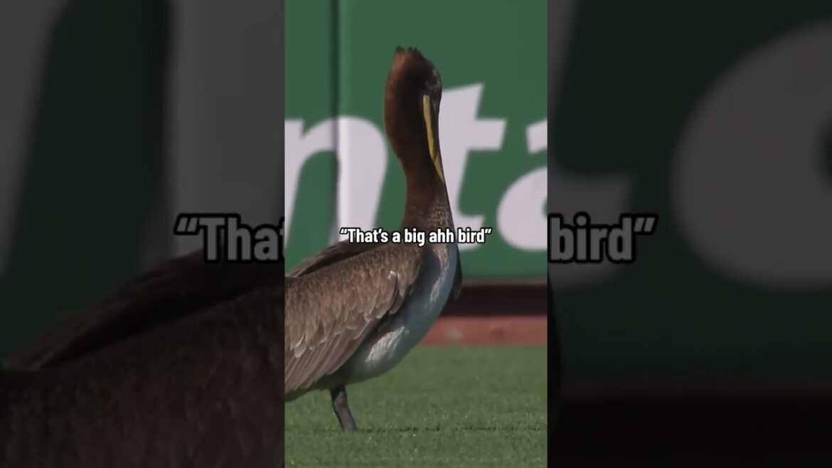 This announcer 😭 (via @nbcsportsauthentic/TT)