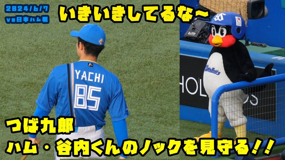 つば九郎　日本ハム・谷内コーチのノックを見つめる！　2024/6/7 vs日本ハム