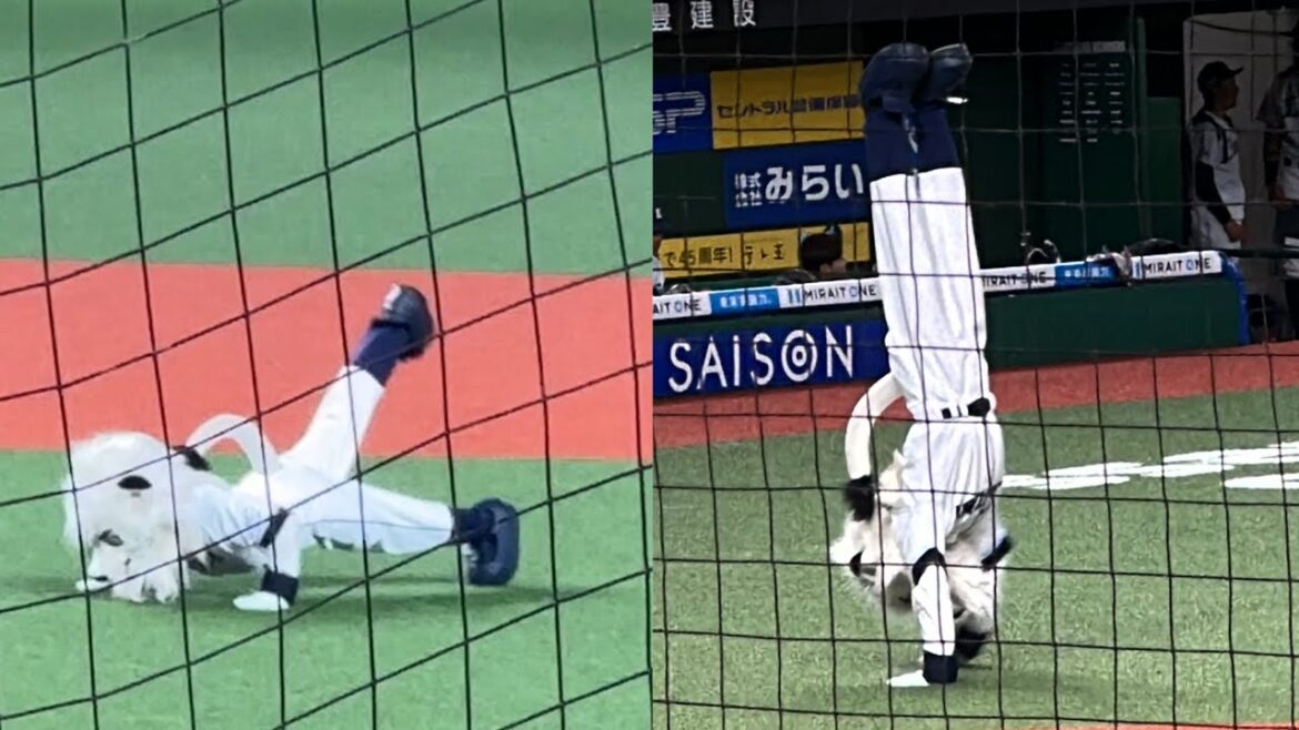 二軍戦を見に来たファンに身体能力の高さを見せつけるレオ【西武vs ロッテ】2024/6/21 二軍戦を見に来たファンに身体能力の高さを見せつけるレオ【西武vs ロッテ】2024/6/21