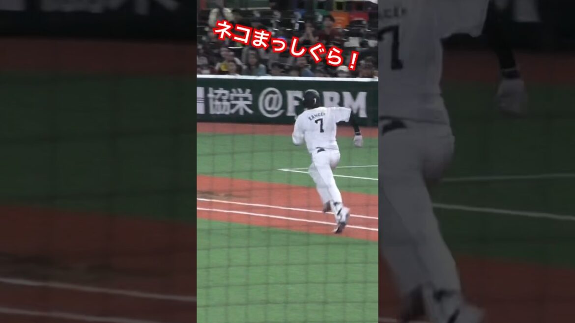 【2024シーズン】走れカネコ #seibulions #金子侑司  #埼玉西武ライオンズ #プロ野球 #NPB