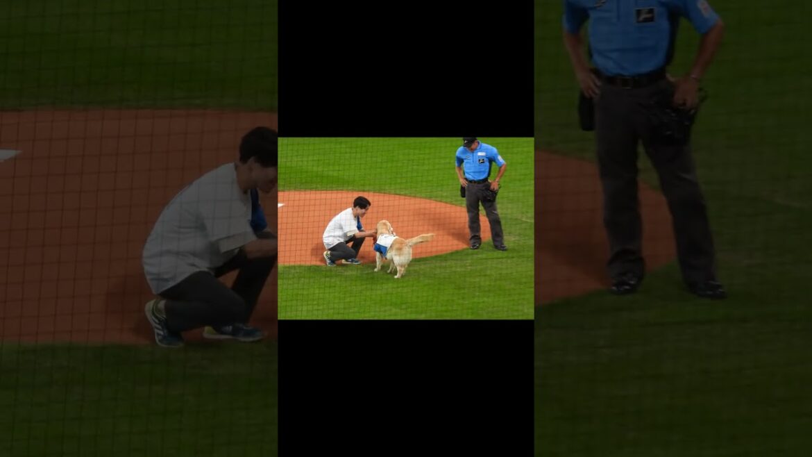 【20240630】始球式 ボールを届けるワンちゃん #かわいい #エスコンフィールド #プロ野球 #北海道日本ファイターズ 【20240630】始球式 ボールを届けるワンちゃん #かわいい #エスコンフィールド #プロ野球 #北海道日本ファイターズ