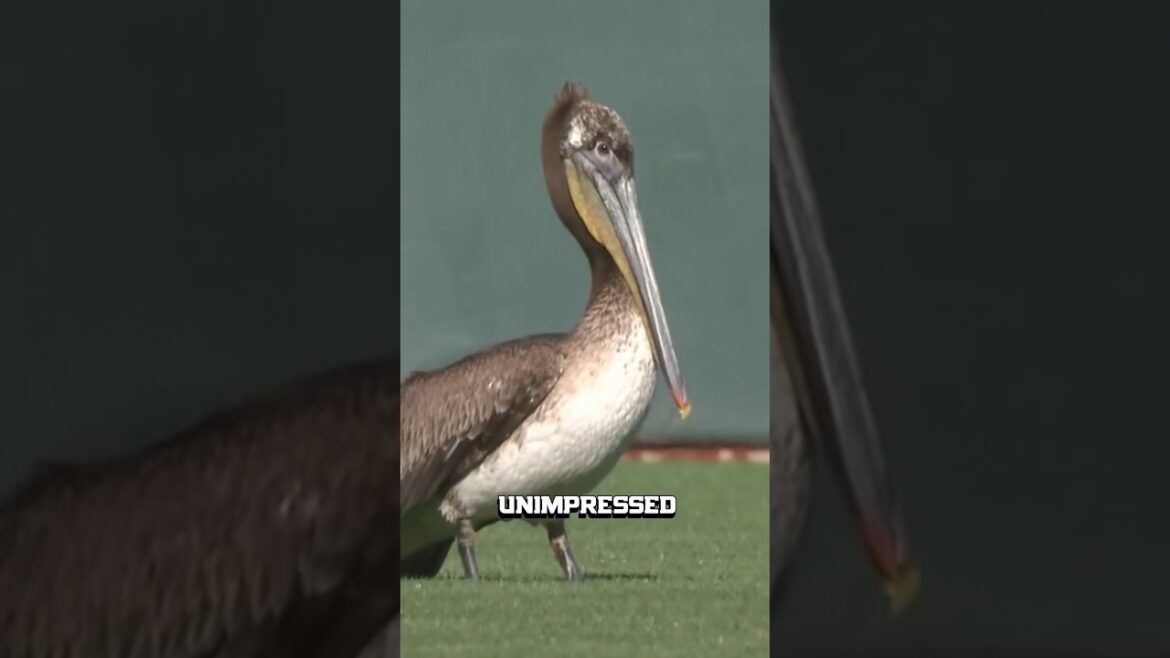 Pelican interrupts Giants game 🐦