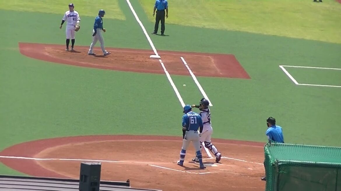 送りバントを失敗してしまう今川優馬（2024年6月14日 ヤクルトスワローズ対 日本ハムファイターズ）