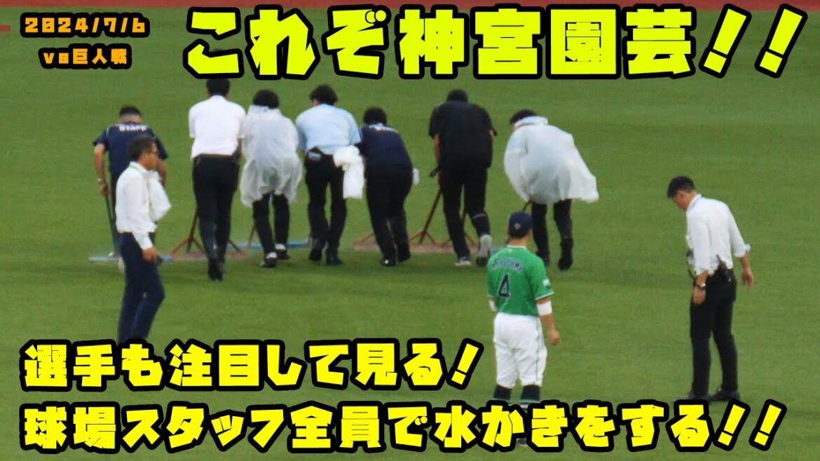 選手も注目して見る神宮園芸！！球場スタッフ全員で水かきをする！！　2024/7/6 vs巨人