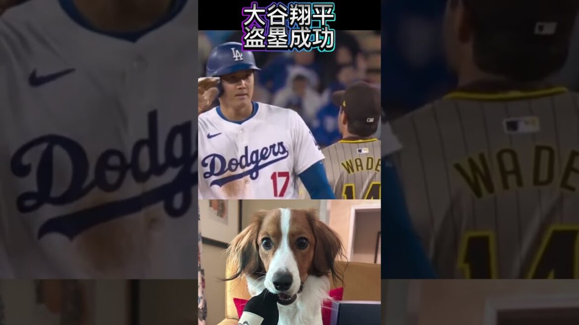 【本日の大谷翔平】盗塁を決める!ドジャースVSパドレス ダルビッシュ•松井裕樹 【本日の大谷翔平】盗塁を決める!ドジャースVSパドレス ダルビッシュ•松井裕樹