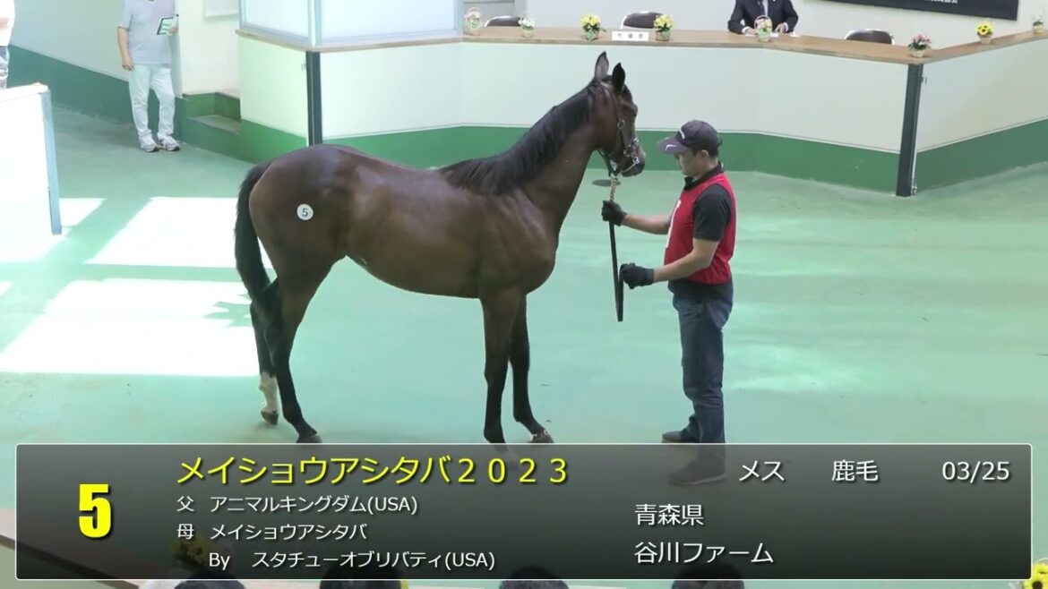 2024 八戸市場　サラブレッド１歳