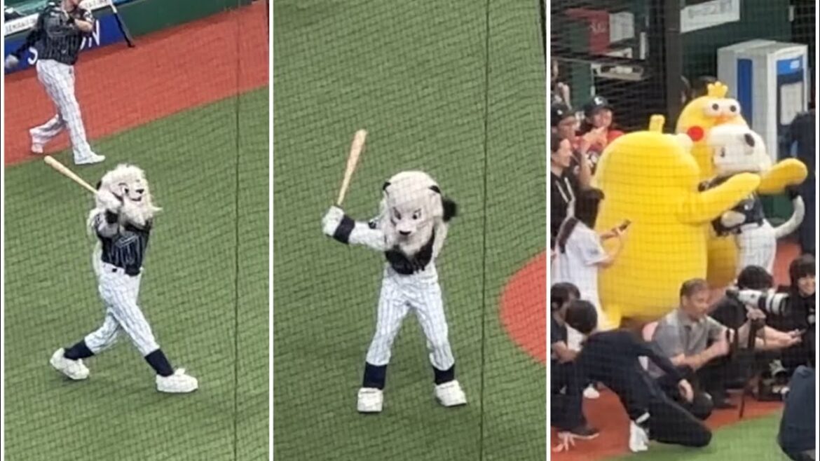 バッティングは左、ゴルフは右のレオと、ポインコ兄弟とじゃれるライナ【西武vs楽天】2024/8/3 ライオンズフェスティバルズ バッティングは左、ゴルフは右のレオと、ポインコ兄弟とじゃれるライナ【西武vs楽天】2024/8/3 ライオンズフェスティバルズ