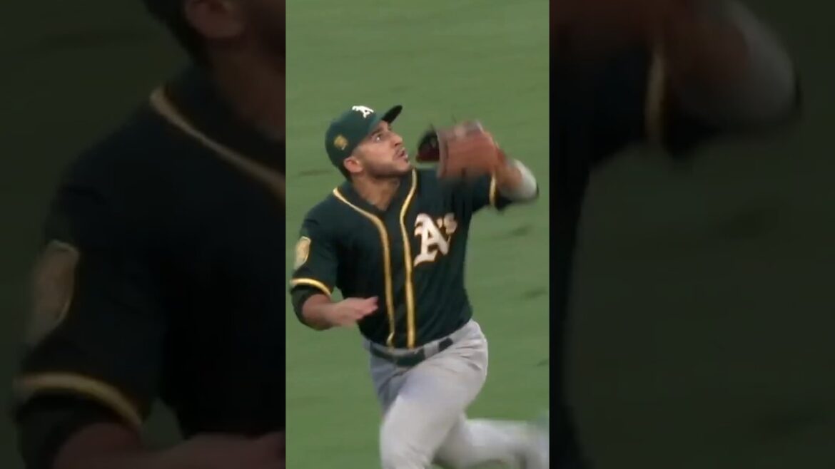 is it a bird ,is it a plane #shorts #baseball