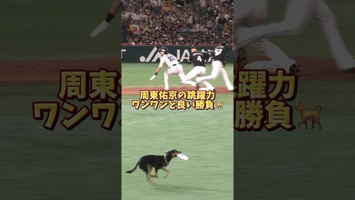 【周東の脚】3匹目にご注目🐶【いざゆけワンワンデー】 #shorts #周東佑京 #福岡ソフトバンクホークス #プロ野球 #犬のいる暮らし