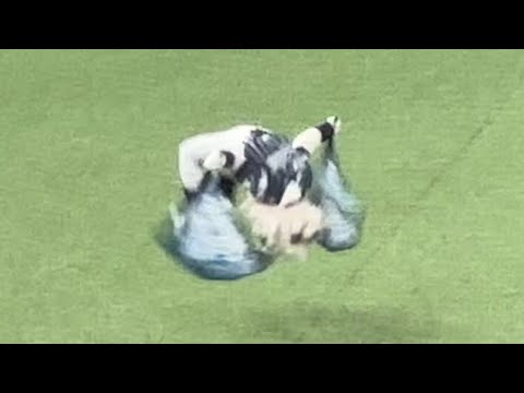 ↑レオがどうなってるか分かります? 勝ってる時の『吠えろライオンズ』【西武vsソフトバンク】2024/8/14 ライオンズフェスティバルズ ↑レオがどうなってるか分かります? 勝ってる時の『吠えろライオンズ』【西武vsソフトバンク】2024/8/14 ライオンズフェスティバルズ