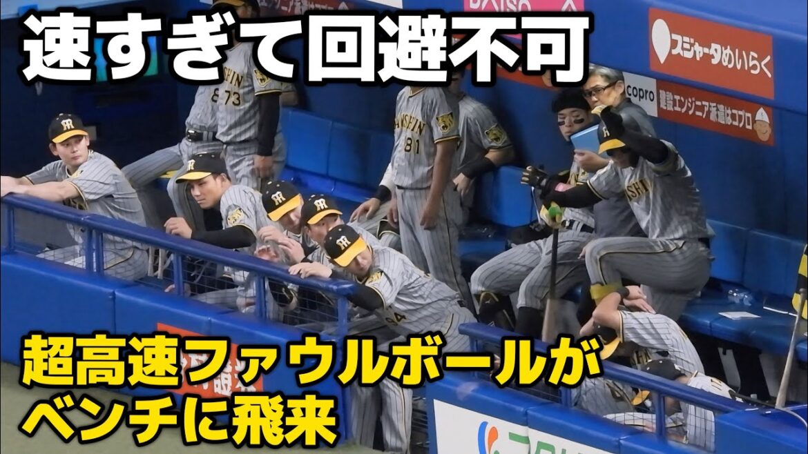 【速すぎて回避不可】超高速ファウルボールがベンチに飛来して慌てて避ける阪神ナイン