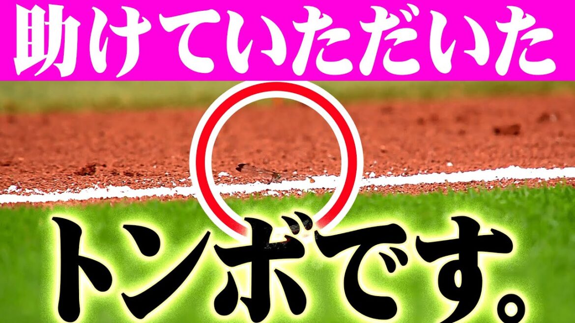 【勝ち虫】牧原大成『エスコンに迷い込んだトンボを救う』