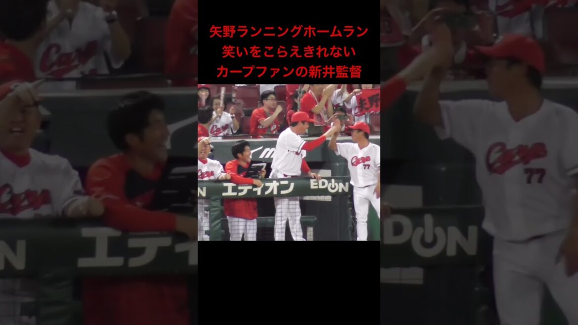カープ新井監督が笑いをこらえる！矢野雅哉のランニングホームランにハマる、うちのカープファン代表！#新井監督 #shorts 2024年9月1日