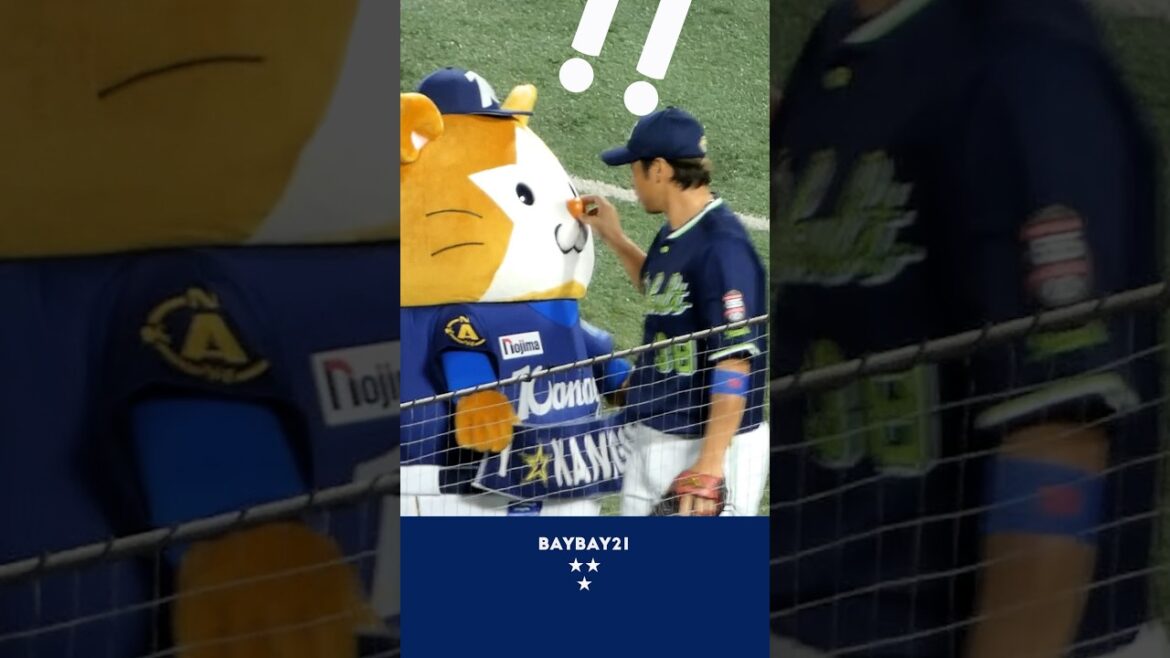 鼻を触られるDB.スターマン 🐹 #スターマン #baystars #横浜DeNAベイスターズ