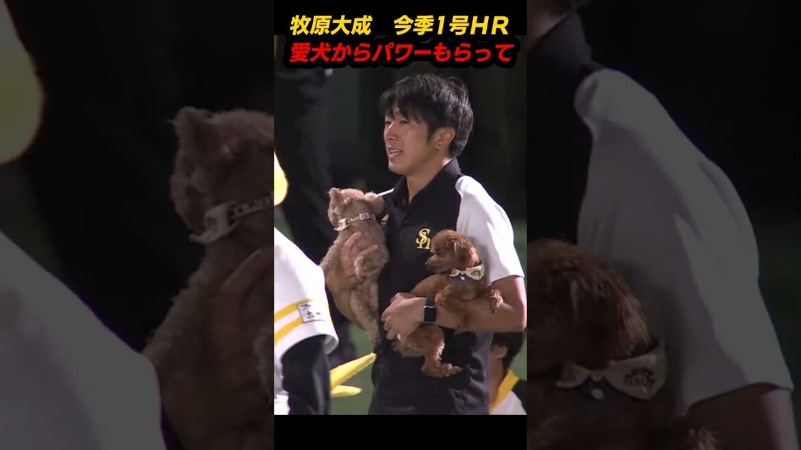 牧原大成　今季1号ＨＲ　愛犬からパワーもらって【スポーツキラリ★】　#shorts