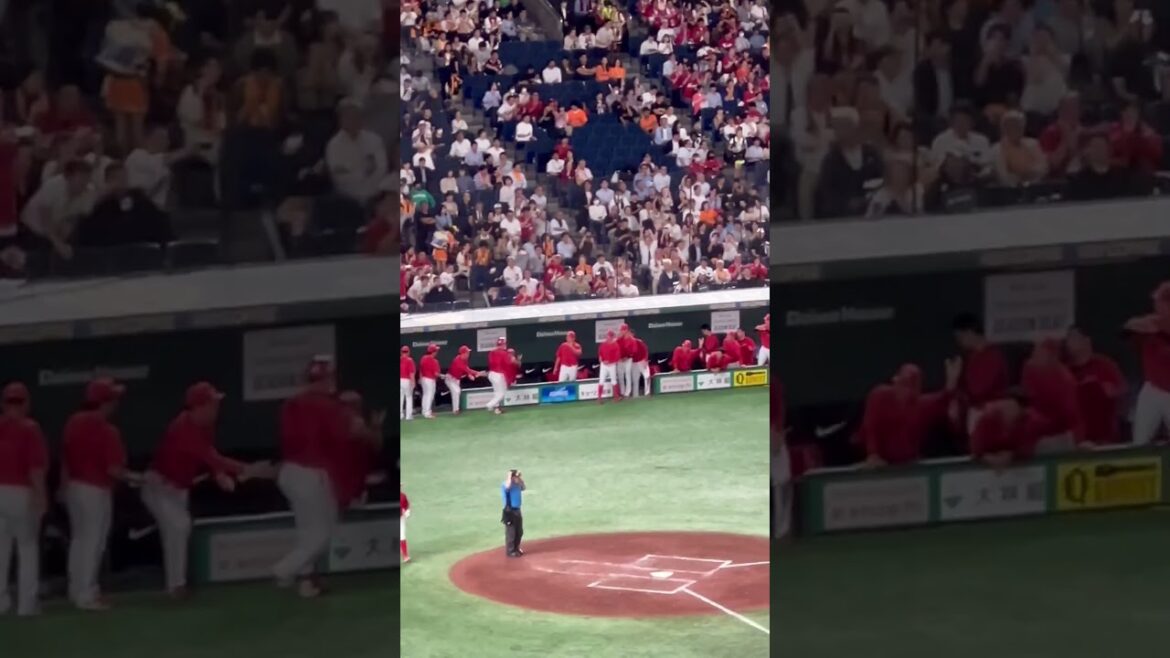 カープ堂林に叩かれる上本&小園！今季第1号ホームランをベンチが祝福！@2024年6月28日巨人戦