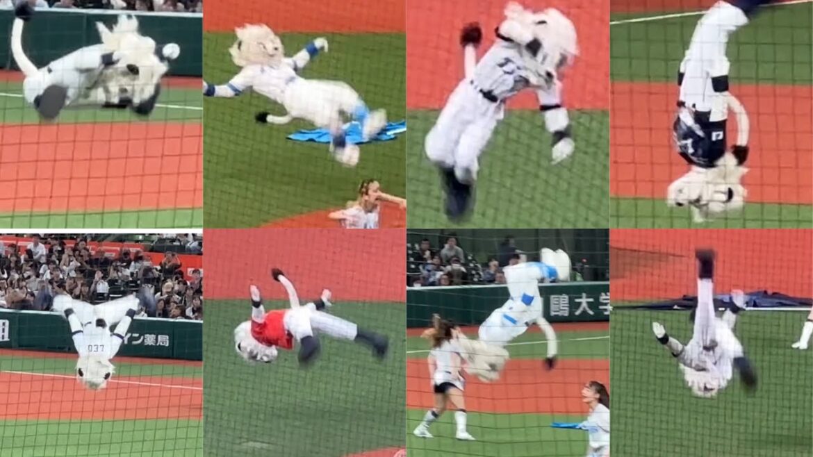 【試合前オープニングアクト】埼玉西武ライオンズ レオのアクロバット50選 2024年シーズン 完全ノーミス! 【試合前オープニングアクト】埼玉西武ライオンズ レオのアクロバット50選 2024年シーズン 完全ノーミス!