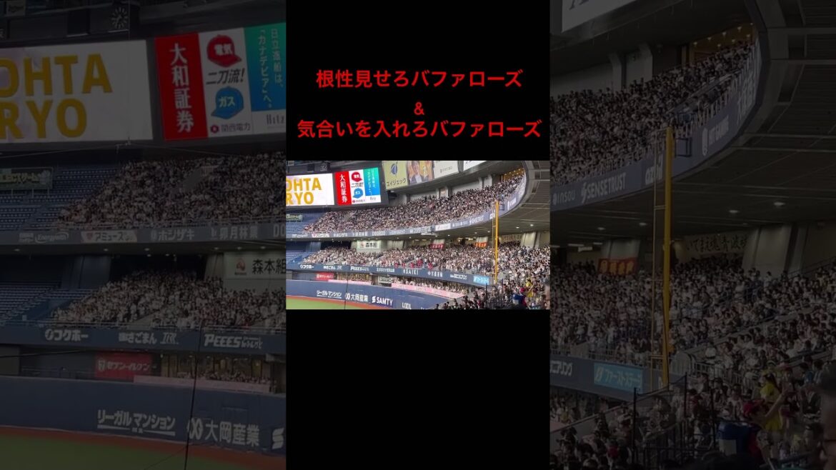気合いを入れろバファローズ&根性見せろバファローズ #プロ野球 #オリックスバファローズ #応援歌