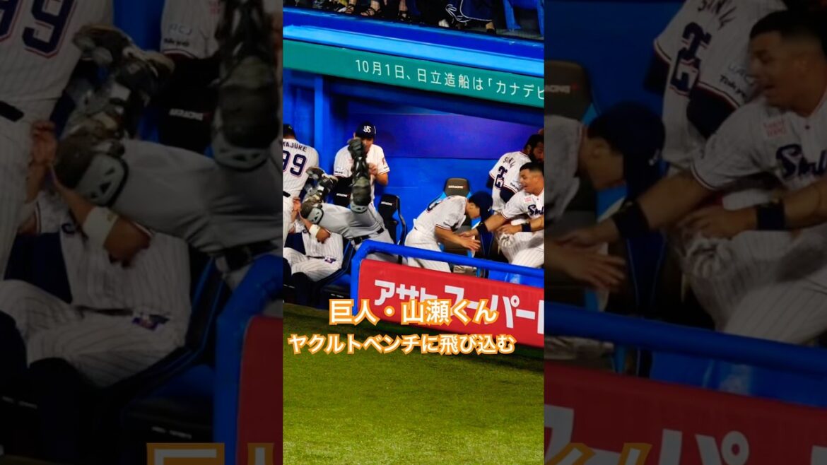 巨人・山瀬くんがヤクルトベンチに飛び込む！！オスナ選手が一番心配する！#swallows #山瀬慎之助 #giants #ヤクルトスワローズ #オスナ