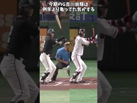 【読売ジャイアンツ】今季のG 吉川尚輝は例年よりも亀ってた気がする#Shorts 【読売ジャイアンツ】今季のG 吉川尚輝は例年よりも亀ってた気がする#Shorts
