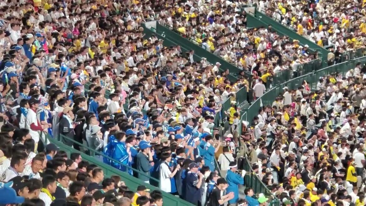 20240530　聖地に響く【細川凌平 応援歌】8回表　北海道日本ﾊﾑﾌｧｲﾀｰｽﾞ@阪神甲子園球場･ﾚﾌﾄ外野 日本生命ｾ･ﾊﾟ交流戦