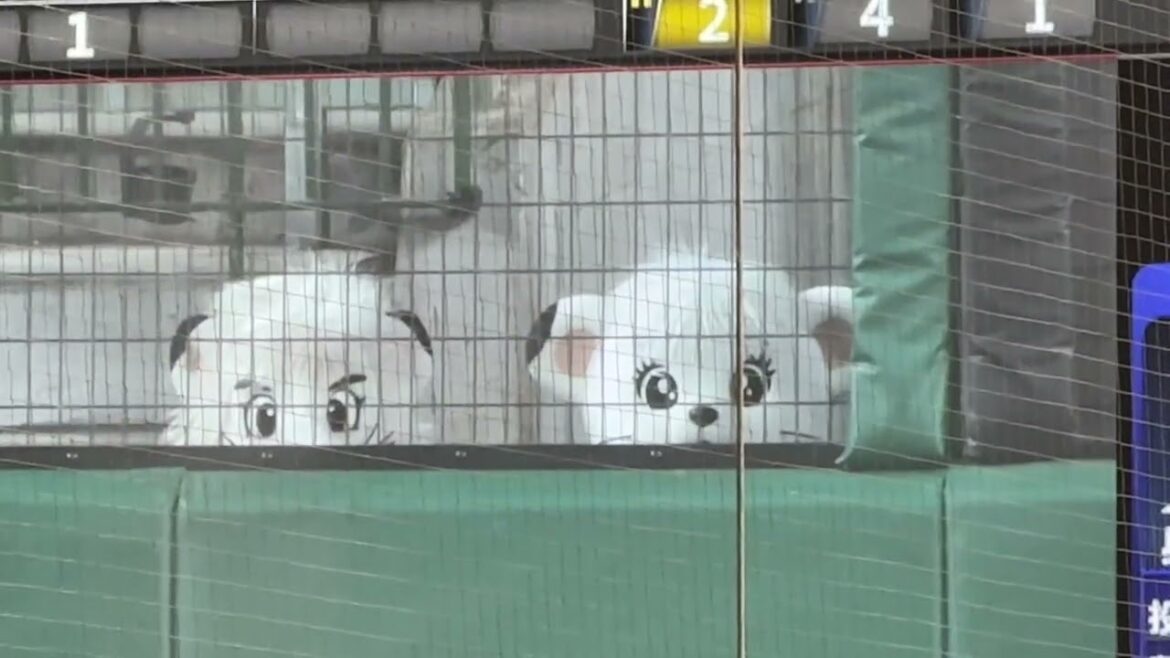 【ベルド二軍戦恒例】レオ&ライナをさがそう!【ファーム 西武vsヤクルト】2024/9/24 【ベルド二軍戦恒例】レオ&ライナをさがそう!【ファーム 西武vsヤクルト】2024/9/24